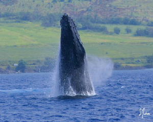 Bobbing for fun! This mother Humpback shows her skill at ... by Steven Anderson 